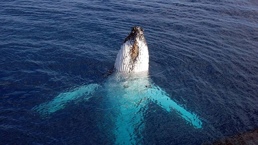 Tadoussac/Charlevoix: VIP Lounge OR UpperDeck Whale Watching - At a glance