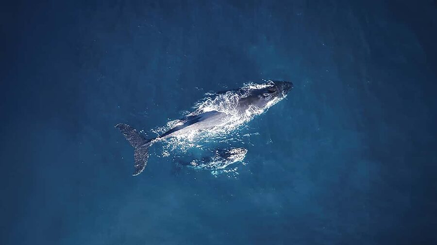 Tadoussac/Charlevoix: VIP Lounge OR UpperDeck Whale Watching - What the three-hour route actually offers