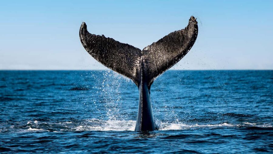Tadoussac/Charlevoix: VIP Lounge OR UpperDeck Whale Watching - Whale watching without false promises