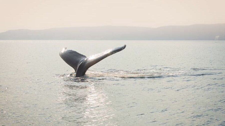 Tadoussac/Charlevoix: VIP Lounge OR UpperDeck Whale Watching - Conservation and safety on the water