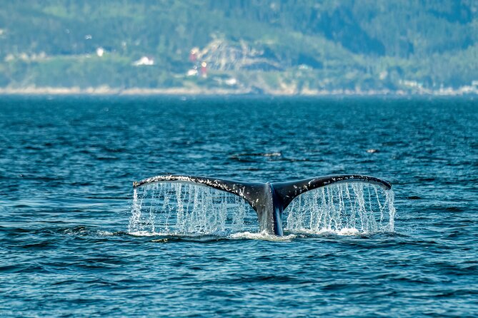 Tadoussac/Charlevoix: Whale & Bear Wildlife Tour - Key points before you book