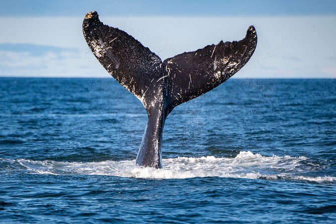 Tadoussac/Charlevoix: Whale & Bear Wildlife Tour - Why this six-hour wildlife day works