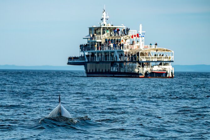 Tadoussac/Charlevoix: Whale & Bear Wildlife Tour - Tadoussac’s whale cruise and the choice of boat