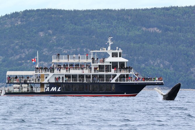 Tadoussac/Charlevoix: Whale Watching Tour - Key points to know before booking