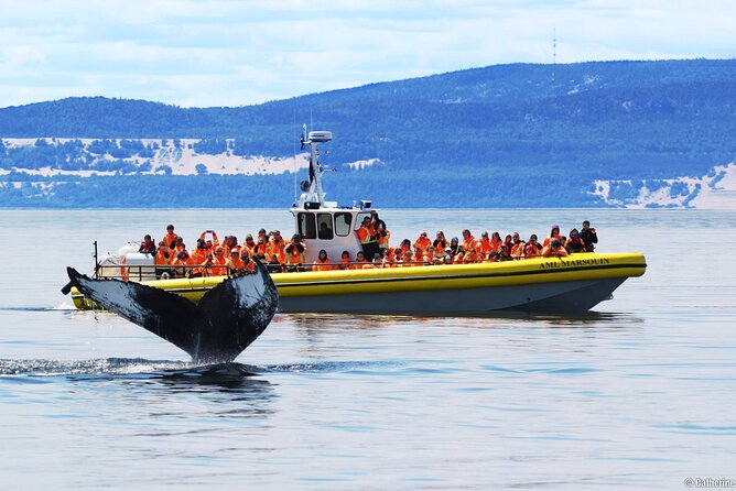 Tadoussac/Charlevoix: Whale Watching Tour - Why the Saguenay and St. Lawrence meeting point matters