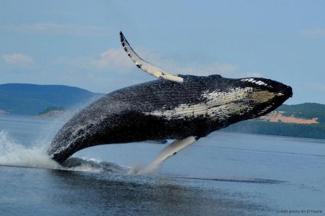 Tadoussac/Charlevoix: Whale Watching Tour - Choosing the Zodiac for speed and closeness
