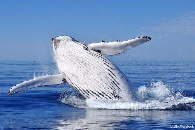Tadoussac/Charlevoix: Whale Watching Tour - Baie-Ste-Catherine or Tadoussac