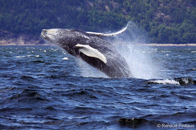 Tadoussac/Charlevoix: Whale Watching Tour - Is $101.32 good value?