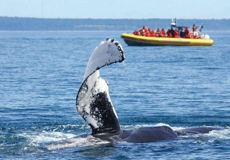 Tadoussac/Charlevoix: Whale Watching Tour & Bear Observation - Two wildlife worlds around Tadoussac
