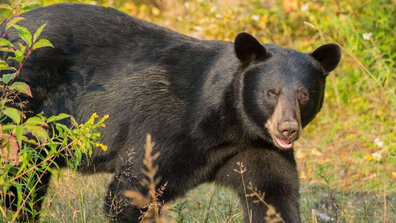 Tadoussac/Charlevoix: Whale Watching Tour & Bear Observation - Black bear observation at dusk