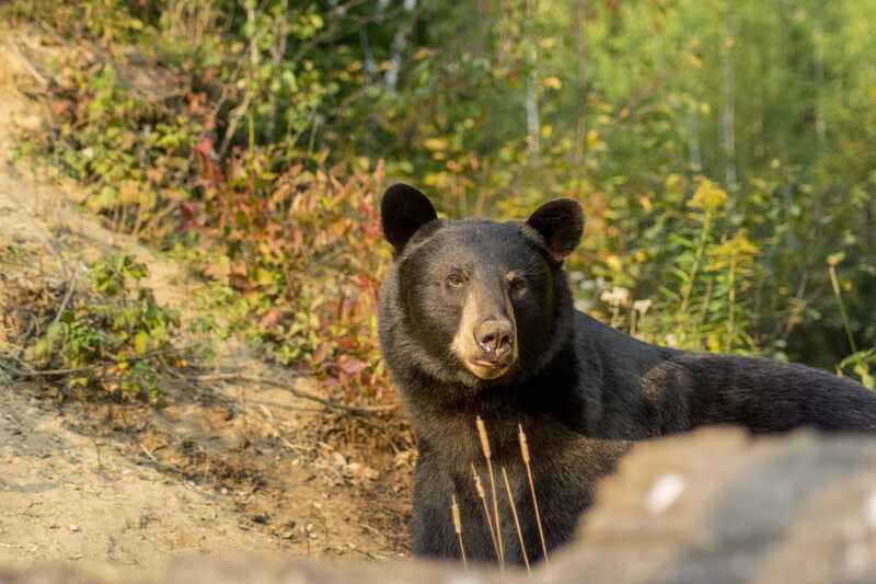 Tadoussac/Charlevoix: Whale Watching Tour & Bear Observation - Is $144 a fair price?