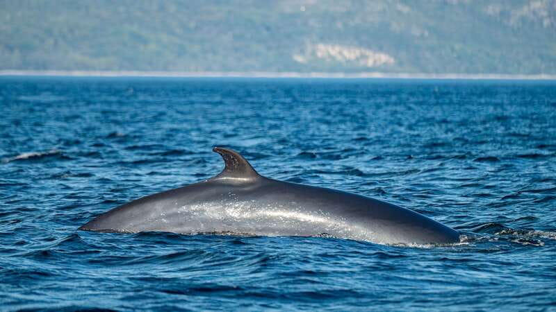 Tadoussac/Charlevoix: Whale Watching Tour & Bear Observation - Who will enjoy this day most?