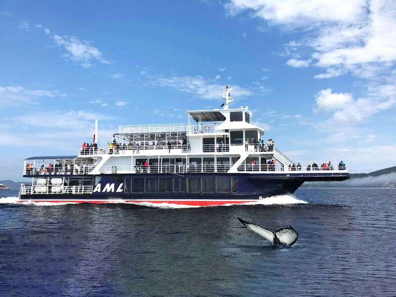Tadoussac/Charlevoix: Whale Watching Tour & Bear Observation - Should you book it?