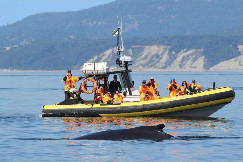 Tadoussac/Charlevoix: Whale Watching Tour & Bear Observation - The whale cruise: boat comfort or Zodiac excitement