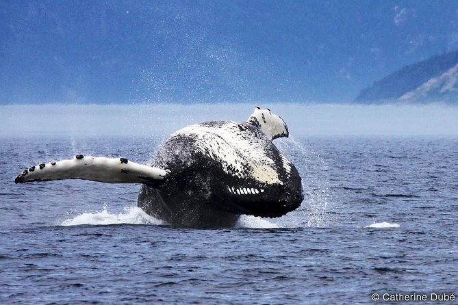 Tadoussac/Charlevoix: Whale Watching Tour - What the two to three hour cruise feels like