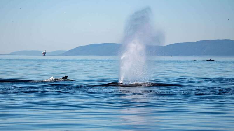 Tadoussac/Charlevoix: Whale Watching Zodiac Tour - Key points before you book