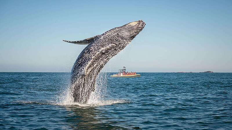 Tadoussac/Charlevoix: Whale Watching Zodiac Tour - Why Tadoussac is such a strong whale watching base