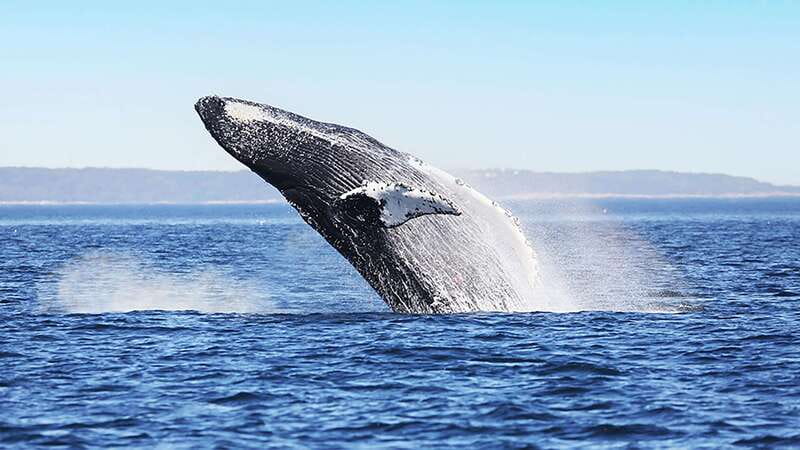 Tadoussac/Charlevoix: Whale Watching Zodiac Tour - Price, timing, and what you actually receive