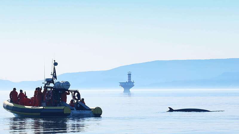 Tadoussac/Charlevoix: Whale Watching Zodiac Tour - Who should take this tour?