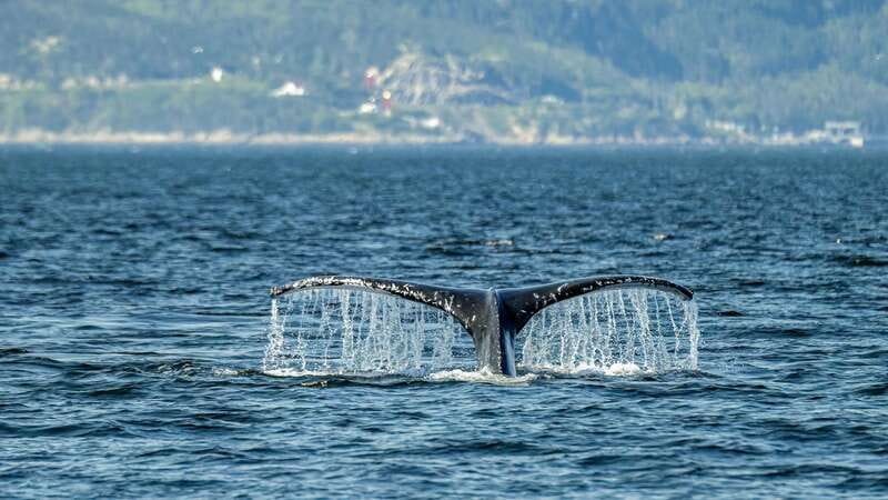 Tadoussac/Charlevoix: Whale Watching Zodiac Tour - The Zodiac experience: close, open, and exposed