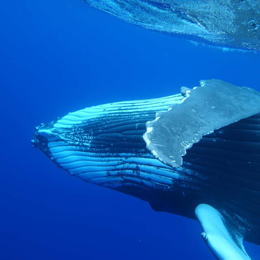 Tahiti island: Whale watching Experience - The essential details at a glance
