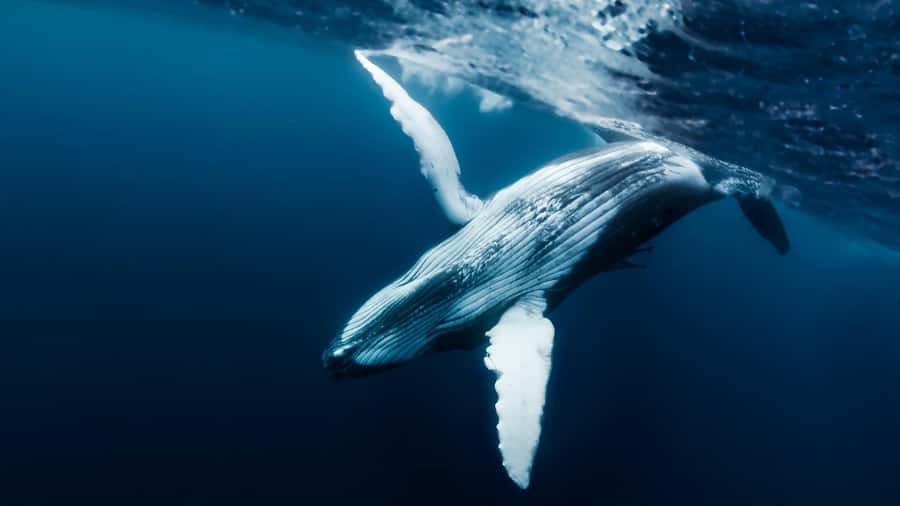 Tahiti island: Whale watching Experience - Five hours gives the whales room to appear
