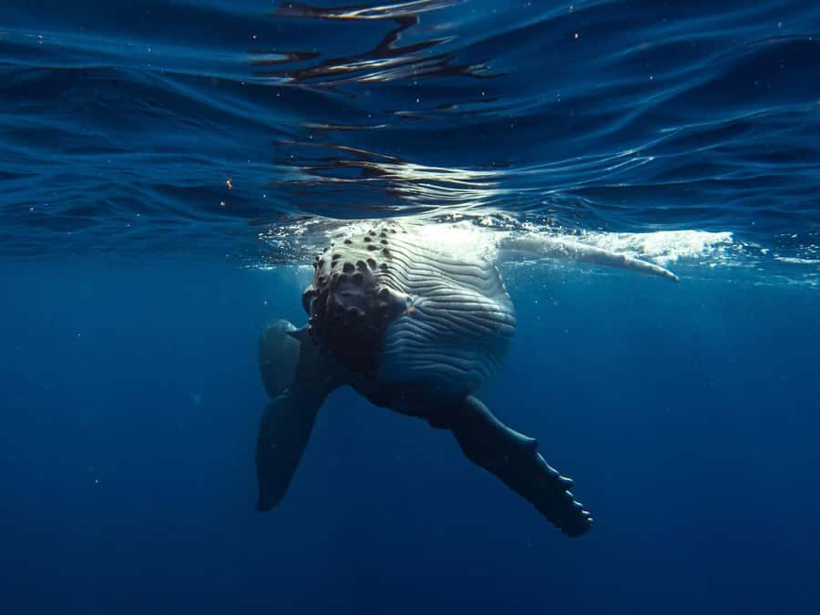 Tahiti island: Whale watching Experience - What happens from pickup to the boat