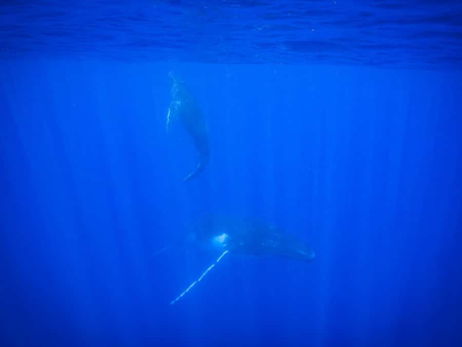 Tahiti island: Whale watching Experience - Refreshments make the long outing easier