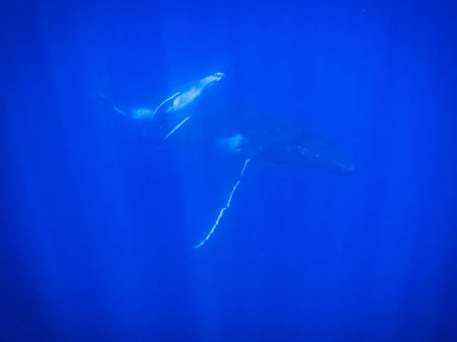 Tahiti island: Whale watching Experience - Is $227 a fair price?