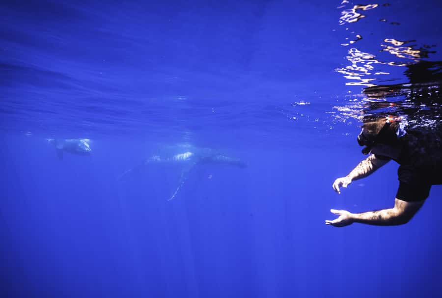 Tahiti island: Whale watching Experience - Who will enjoy this most?