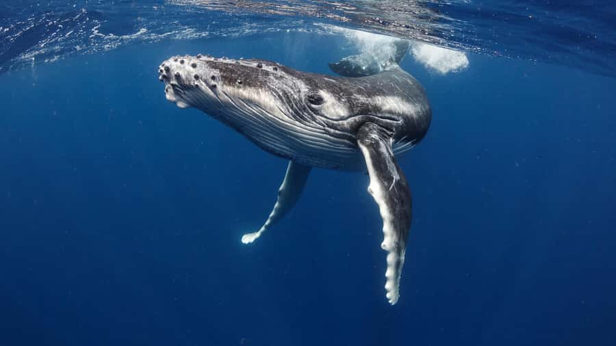 Tahiti island: Whale watching Experience - A small boat with a personal feel
