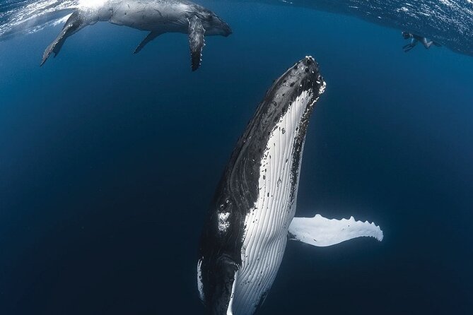 Tahiti, land of whales: a unique experience! - Four hours around Punaauia