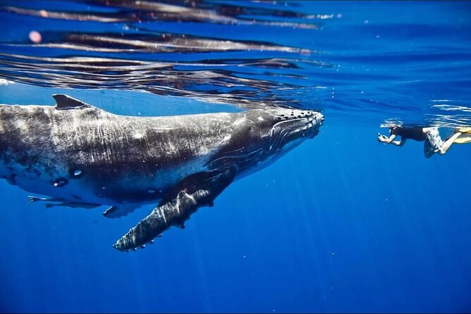 Tahiti, land of whales: a unique experience! - Swimming with sea turtles and other marine life
