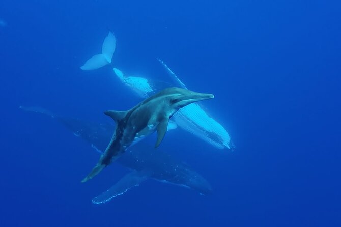 Tahiti, land of whales: a unique experience! - Food and drinks on board