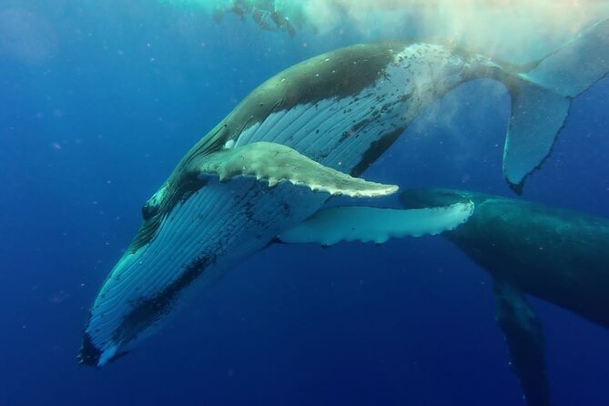 Tahiti, land of whales: a unique experience! - Is $176 a fair price?