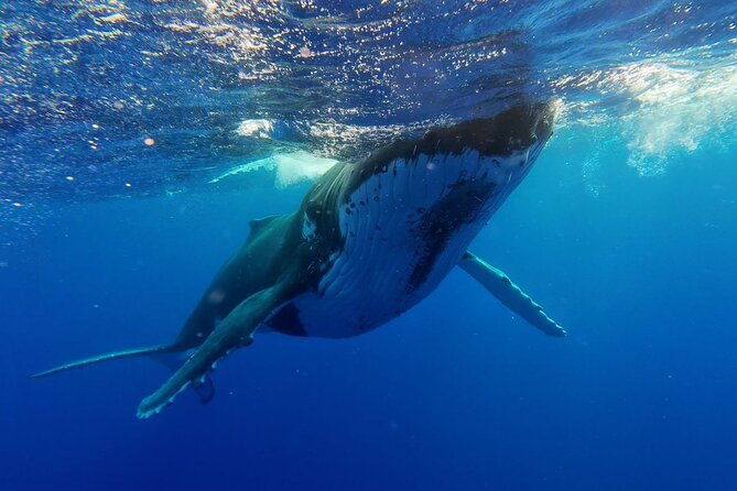 Tahiti, land of whales: a unique experience! - Who will enjoy this outing most