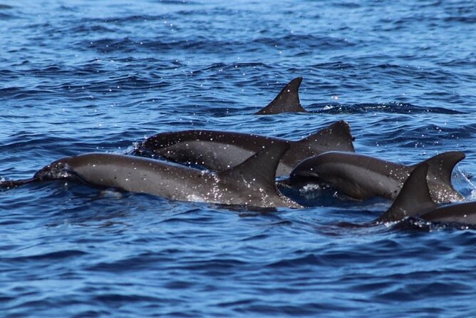 Tahiti, land of whales: a unique experience! - Setting out on the Kaoriki