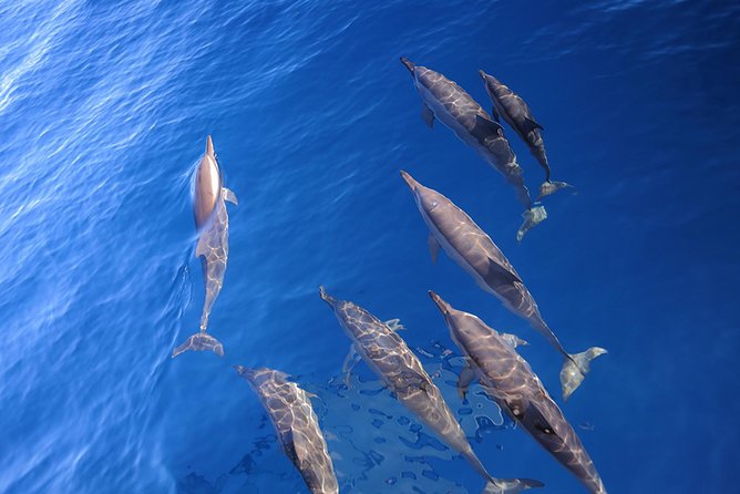 Taiwan Hualien Whale Watching Dolphin - Why Hualien is a strong place for whale watching