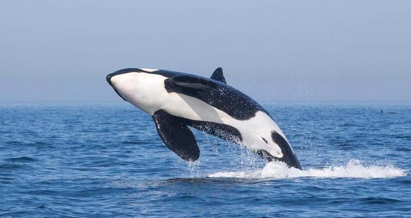 Tarifa: Orca, Whale and Dolphin Watching Boat Experience - Checking in at Turmares Whale Watching