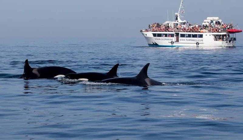 Tarifa: Orca, Whale and Dolphin Watching Boat Experience - What the guide adds to the three-hour cruise
