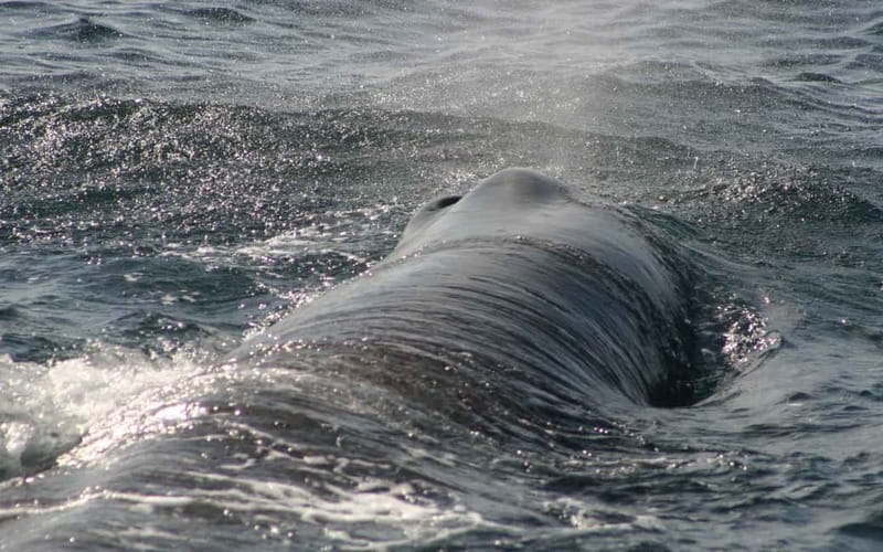 Tarifa: Orca, Whale and Dolphin Watching Boat Experience - The best season for your expectations