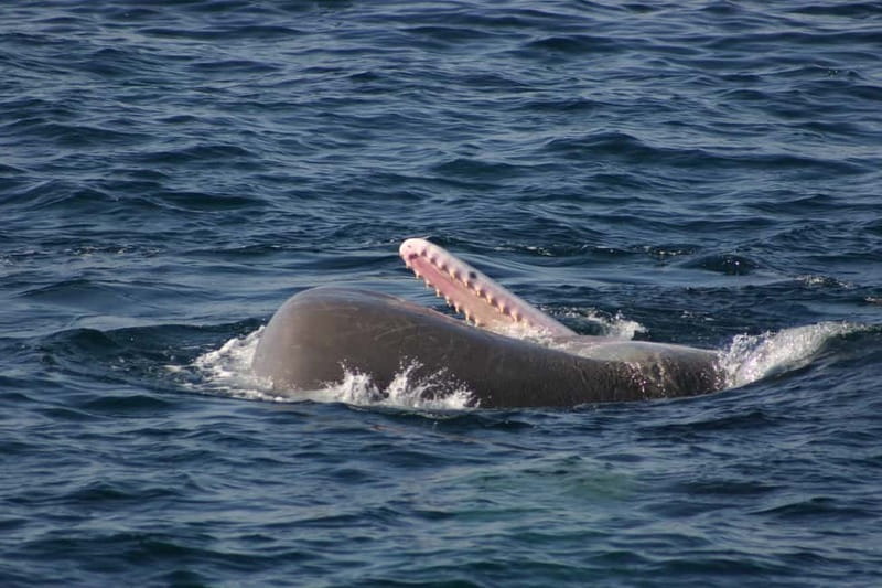 Tarifa: Orca, Whale and Dolphin Watching Boat Experience - Who will enjoy this Tarifa cruise most