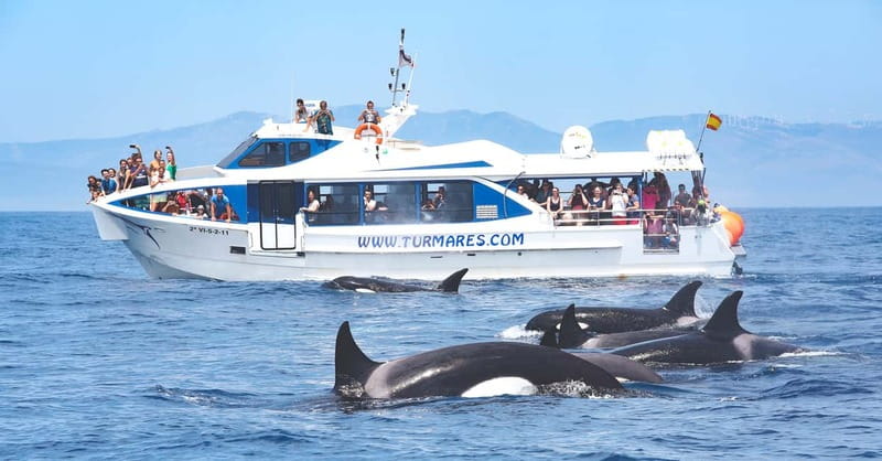 Tarifa: Orca, Whale and Dolphin Watching Boat Experience - Setting out across the reserve