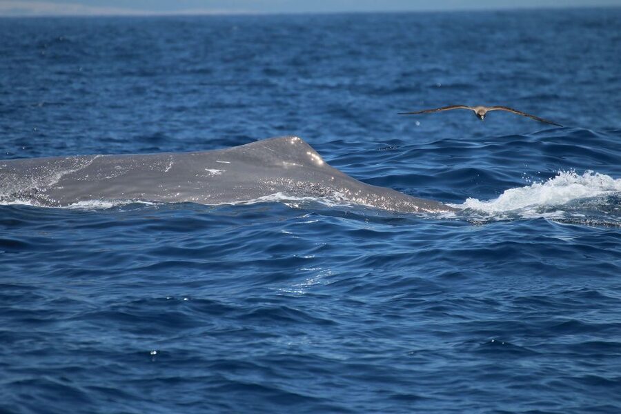 Tarifa: Whale & Dolphin Watching in the Strait of Gibraltar - Key points before you book
