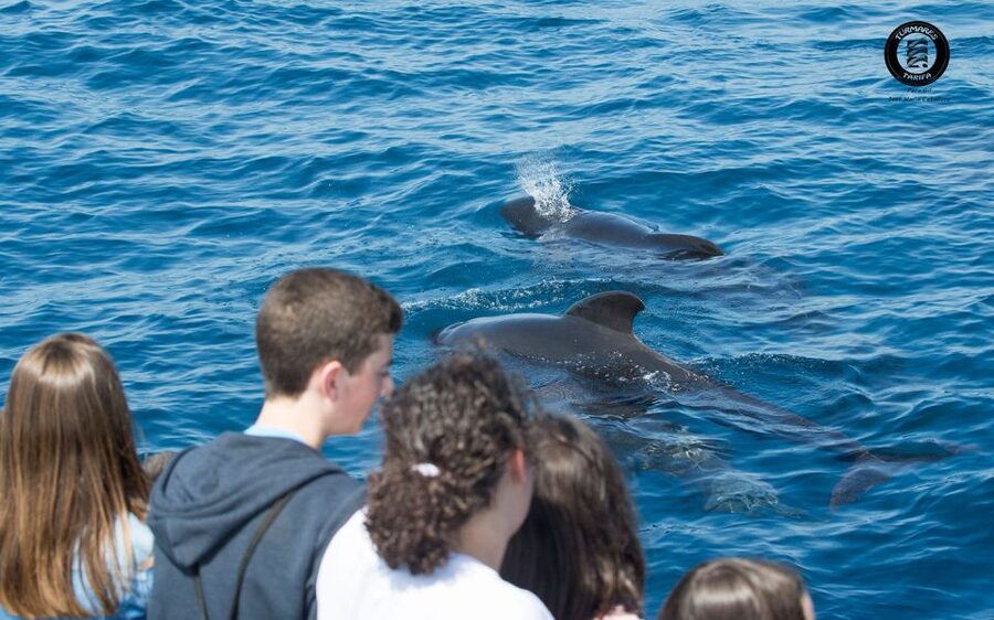 Tarifa: Whale & Dolphin Watching in the Strait of Gibraltar - How to improve your chances of enjoying it