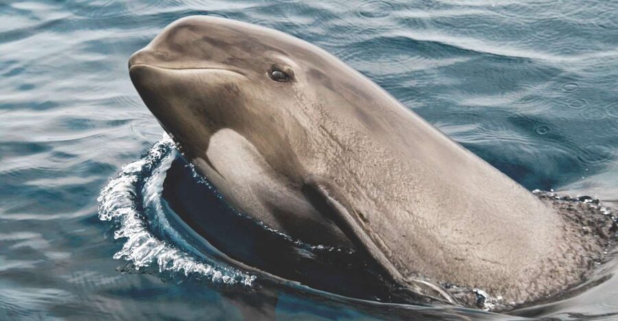 Tarifa: Whale & Dolphin Watching in the Strait of Gibraltar - Why the Strait of Gibraltar makes a fine wildlife trip