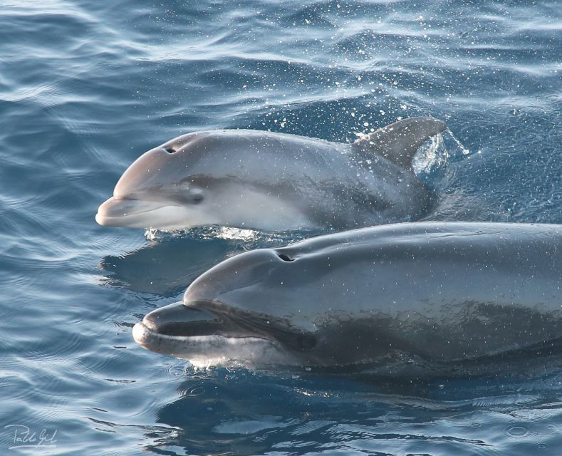 Tarifa: Whale & Dolphin Watching in the Strait of Gibraltar - The two-hour cruise, step by step
