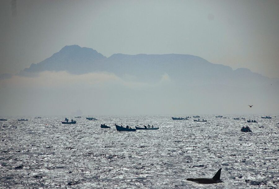 Tarifa: Whale & Dolphin Watching in the Strait of Gibraltar - What you might see from the boat