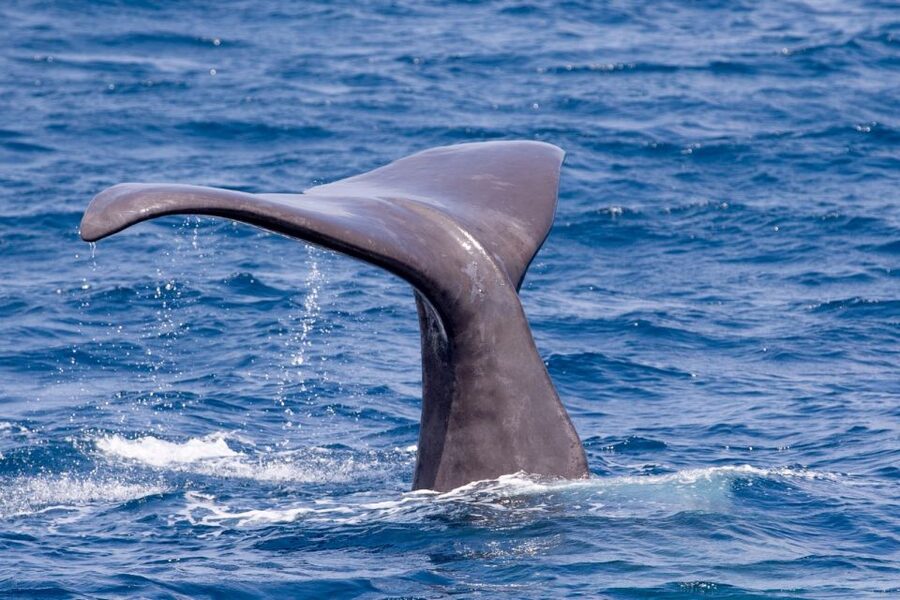 Tarifa: Whale & Dolphin Watching in the Strait of Gibraltar - Guides, explanations, and the feel on board