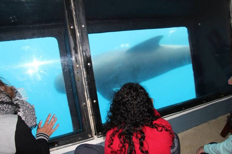 Tarifa: Whale & Dolphin Watching in the Strait of Gibraltar - Is $53 a good price?